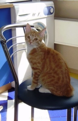 Кто там любит кошек? - коша.jpg