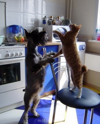 Кто там любит кошек? - девочки1.jpg