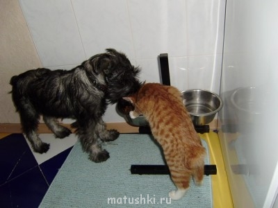 А мы купили щенка - 5.jpg