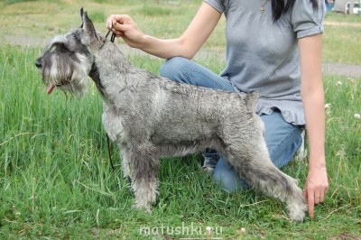 А мы купили щенка - DSC_7941.JPG