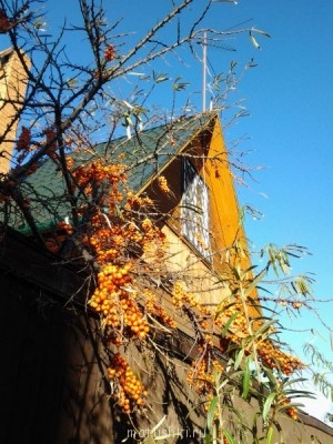 Наша дача - 20131019_154645.jpg