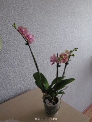 Орхидеи. - IMG_1186.JPG