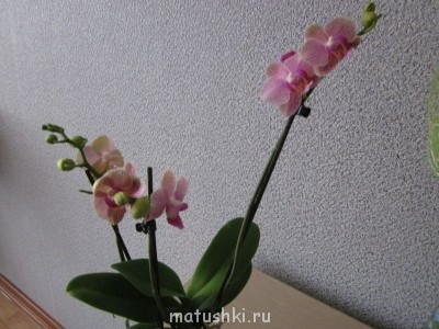 Орхидеи. - IMG_1187.JPG