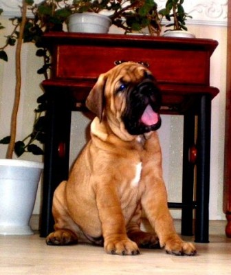 А мы купили щенка - getImage.jpeg