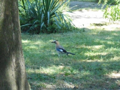 Птички - DSCN0142.JPG