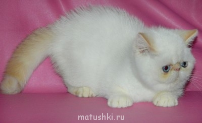 Кто там любит кошек? - cattery 141.jpg