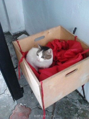Кто там любит кошек? - IMG502.jpg