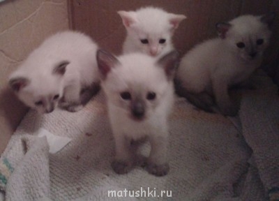 Как приучать домашних животных к туалету? - 2013-10-24 22.12.26.jpg