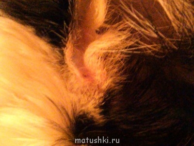 Заболел кот - IMG_20131031_234539.jpg