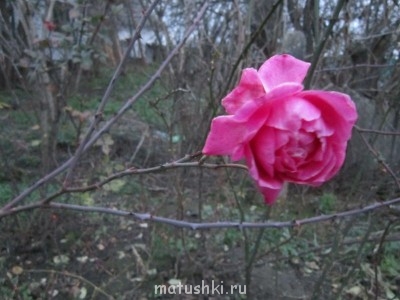 Наши цветы 2 - IMG_1493.JPG