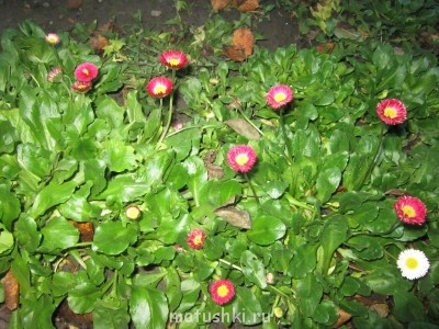 Наши цветы 2 - IMG_1494.JPG