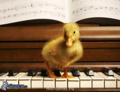ВесЁлыЕ кАртинКи про нОтки, МУзыКу и т.п. - [imagenes_4ever_eu]%20oca%20amarilla%20pequena,%20piano,%20notas%20de%20musica%20168862.jpg