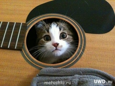 ВесЁлыЕ кАртинКи про нОтки, МУзыКу и т.п. - 1328198101_podborka_72.jpg