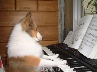 ВесЁлыЕ кАртинКи про нОтки, МУзыКу и т.п. - 1341990602_smeshnye-zhivotnye-20.jpg
