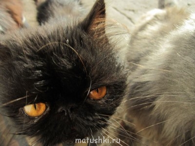 Кто там любит кошек? - IMG_1497.JPG