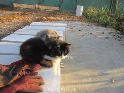 Кто там любит кошек? - IMG_1488.JPG