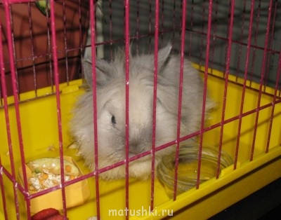 Кролики - IMG_2111-1.jpg