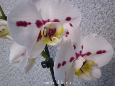 Орхидеи. - IMG_1196.JPG