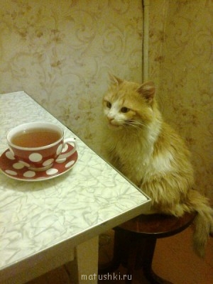 Кто там любит кошек? - Фото0092.jpg