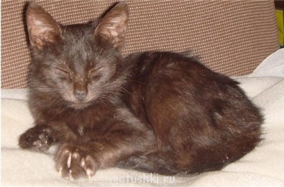 Кто там любит кошек? - Безымянный.jpg