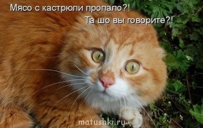 Кто там любит кошек? - hV1l4ABGyiM.jpg