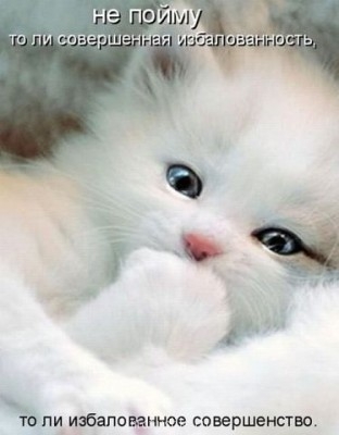 Кто там любит кошек? - Epe_9qzmlrQ.jpg