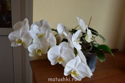 Орхидеи. - DSC_2945.JPG