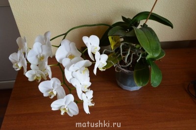 Орхидеи. - DSC_2947.JPG