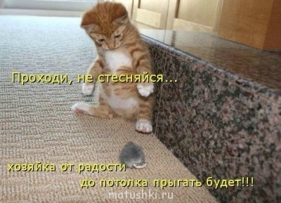 Кто там любит кошек? - pm1EJ8i9cs0.jpg