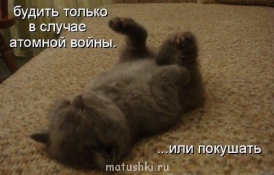 Кто там любит кошек? - Pi0hM1fMXRU.jpg