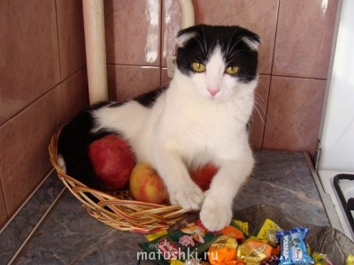 Кто там любит кошек? - 9Owzq5T8h1A.jpg