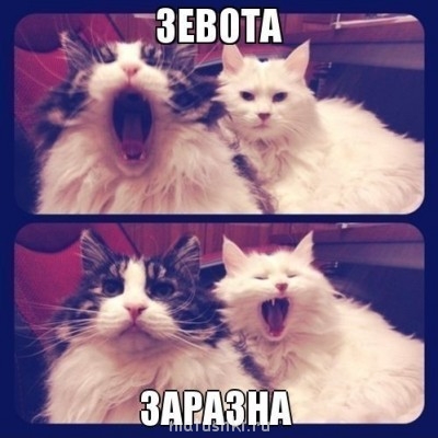 Кто там любит кошек? - shN5mZVpG84.jpg
