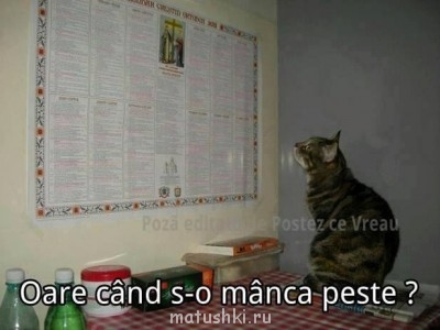 Кто там любит кошек? - vfT_xlTAl9M.jpg