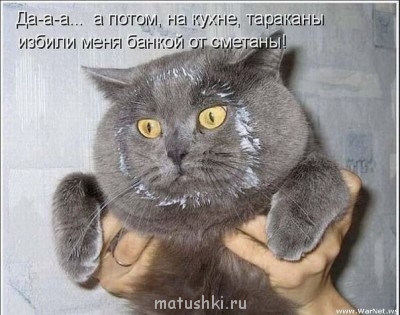 Кто там любит кошек? - 1o7D6rWlnCM.jpg