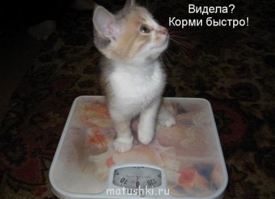 Кто там любит кошек? - 9wxvw3GRl64.jpg