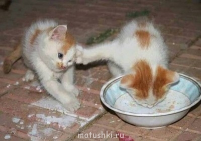 Кто там любит кошек? - _mRsOwx25NI.jpg