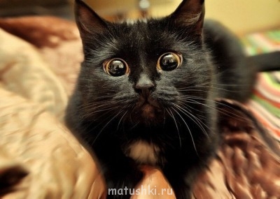 Кто там любит кошек? - 4ZK-1FHe4Xc.jpg