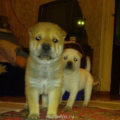 Кто там любит кошек? - ngyZ5SuBFoI.jpg