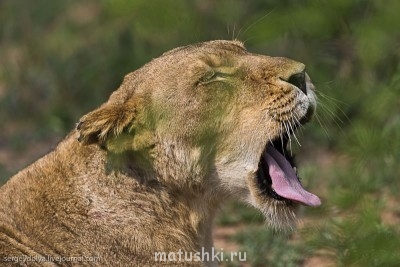 Кто там любит кошек? - lions-15.jpg