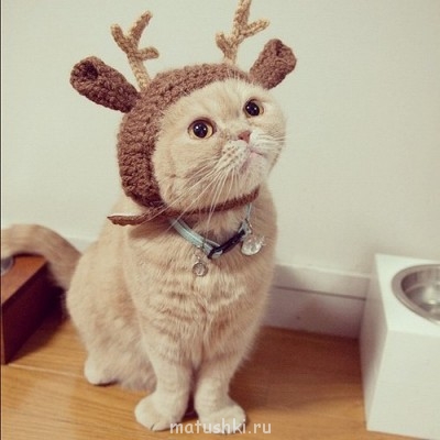 Кто там любит кошек? - 5WHg97Mvl0A.jpg