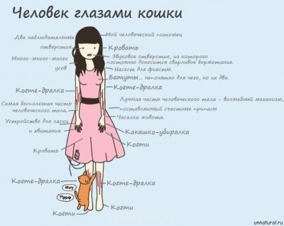 Кто там любит кошек? - how-cats-see-humans.jpg
