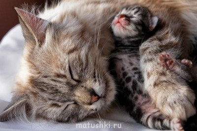 Кто там любит кошек? - 115024_or.jpg