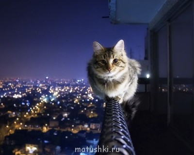 Кто там любит кошек? - 7162f1ec86fa.jpg