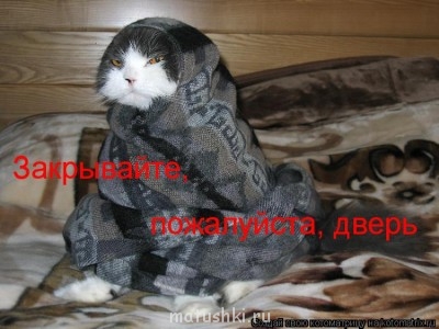 Кто там любит кошек? - 1111020.jpg