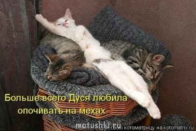 Кто там любит кошек? - 1296801522_kotomatrix_06.jpg