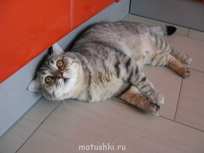 Когда меня наконец покормят? - Меня уже лапы не держат!