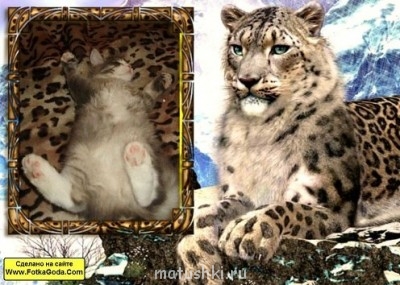 Кто там любит кошек? - PJ5xXfi5Iig.jpg