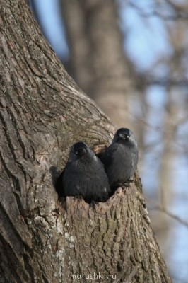 Они прекрасны и удивительны Из жизни животных. - thebaid-exh-078.jpg