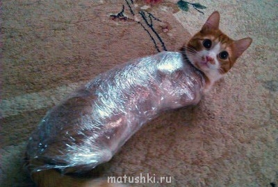 Кто там любит кошек? - getImageкот.jpg