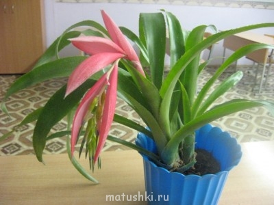 Наши цветы 2 - IMG_2075.JPG